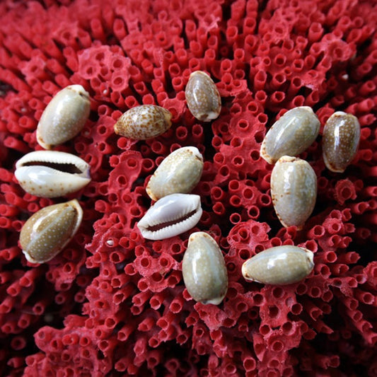 Cypraea labrolineata