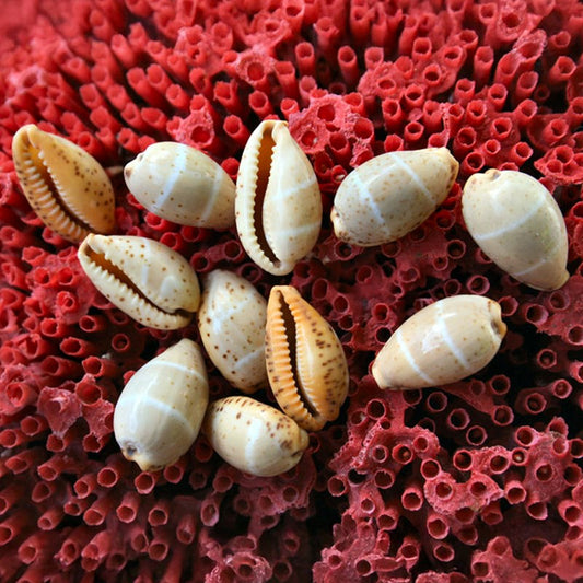 Cypraea lutea