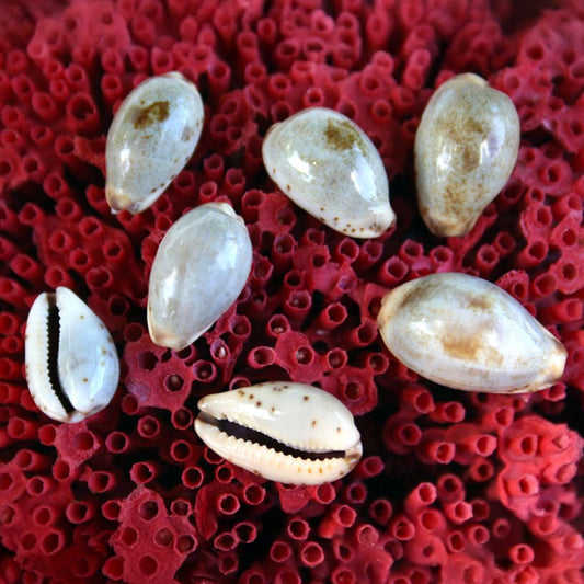 Cypraea macula cholmondeleyi