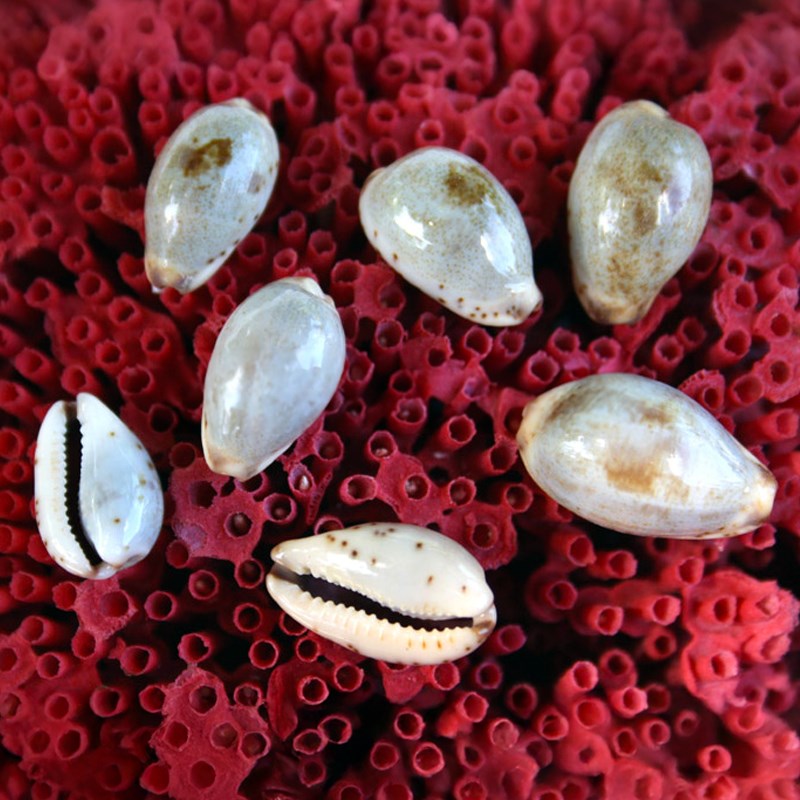 Cypraea macula cholmondeleyi