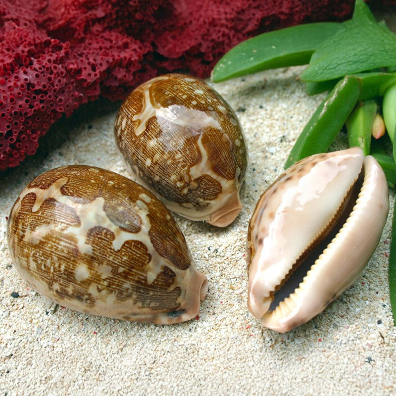 Cypraea mappa