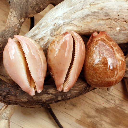 Cypraea mappa orange base