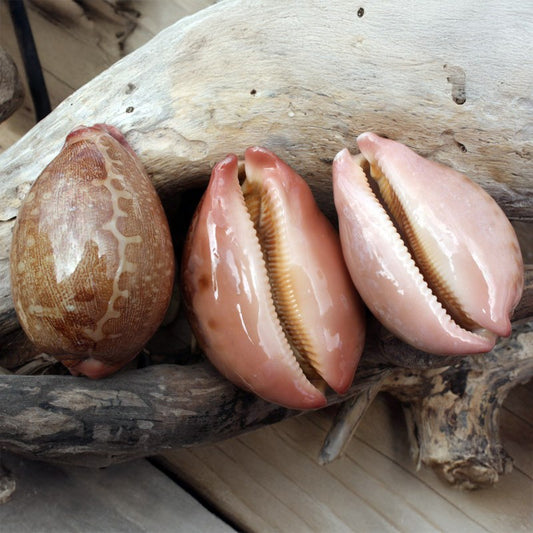 Cypraea mappa pink base