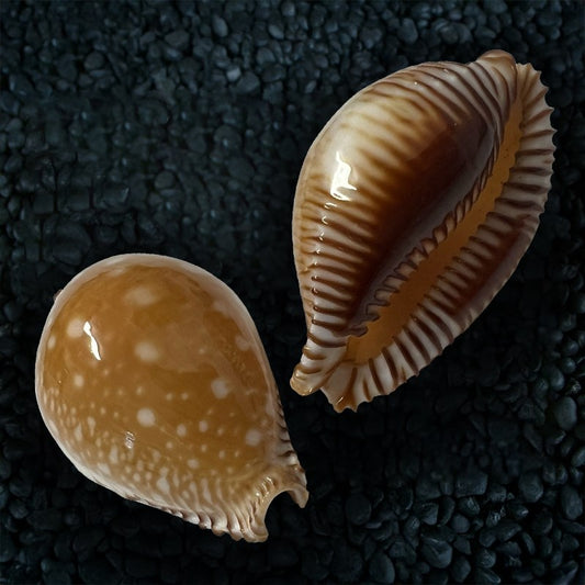 Cypraea guttata
