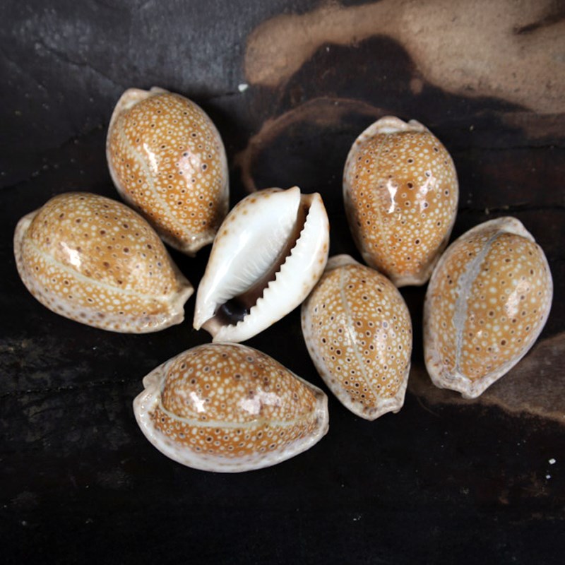 Cypraea ocellata