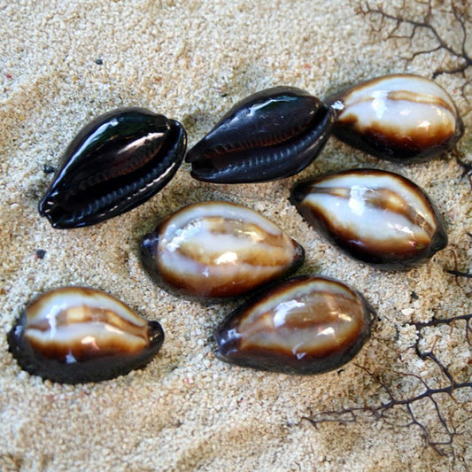 Cypraea onyx