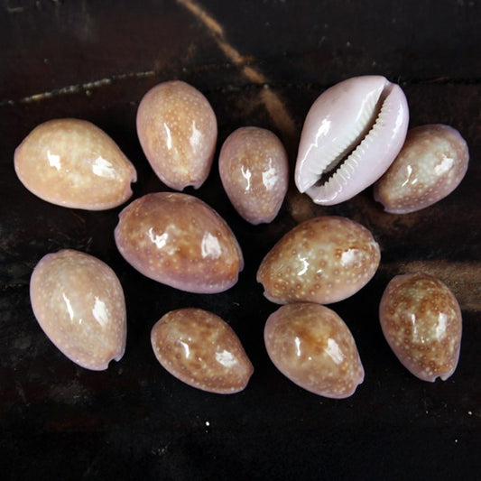 Cypraea poraria