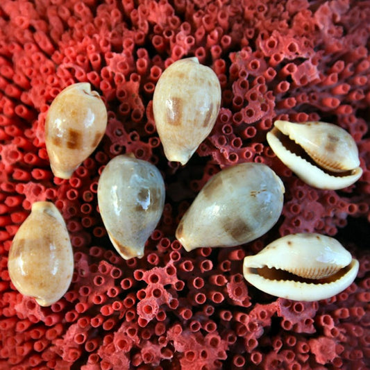 Cypraea pyriformis