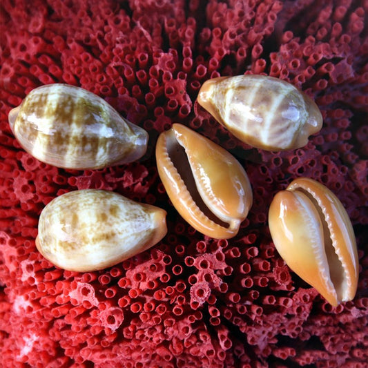 Cypraea pyrum