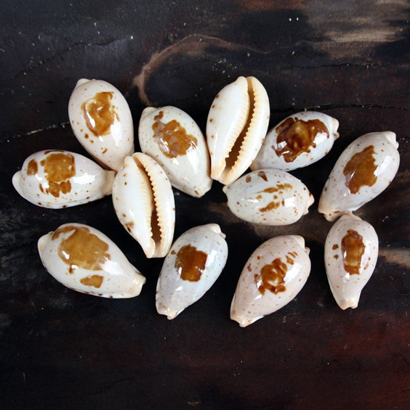 Cypraea saulae