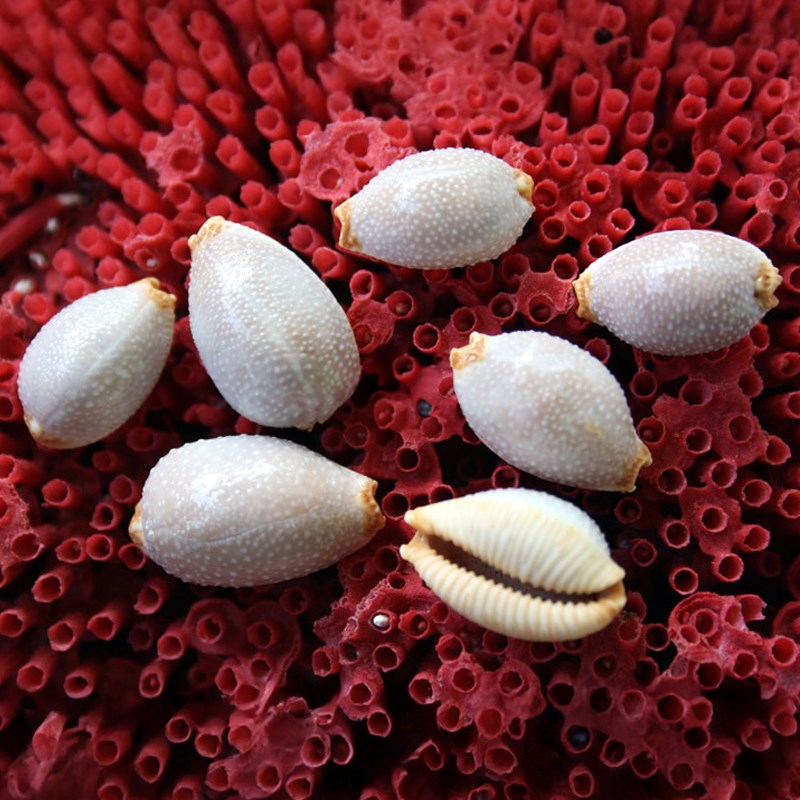 Cypraea staphylea