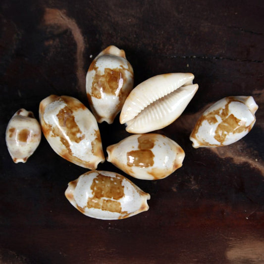 Cypraea stolida