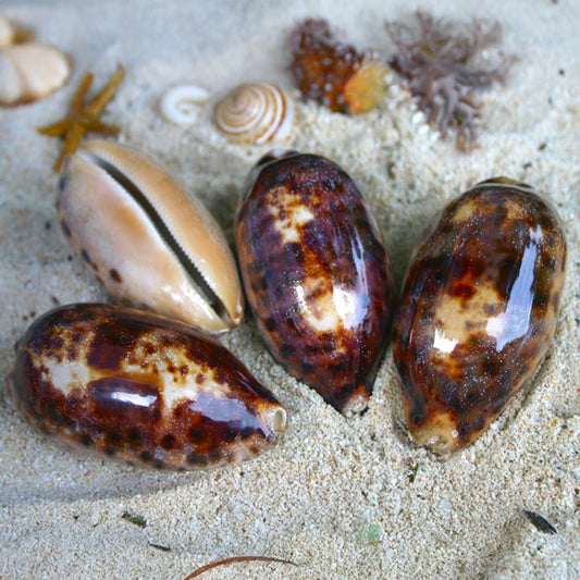 Cypraea testudinaria