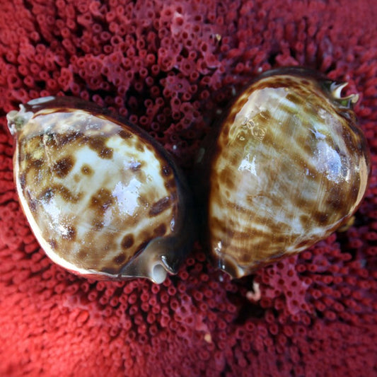 Cypraea thersites