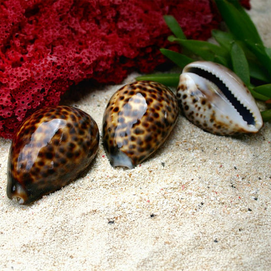 Cypraea tigris
