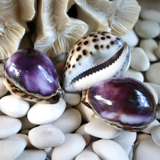 Cypraea tigris purple top polished