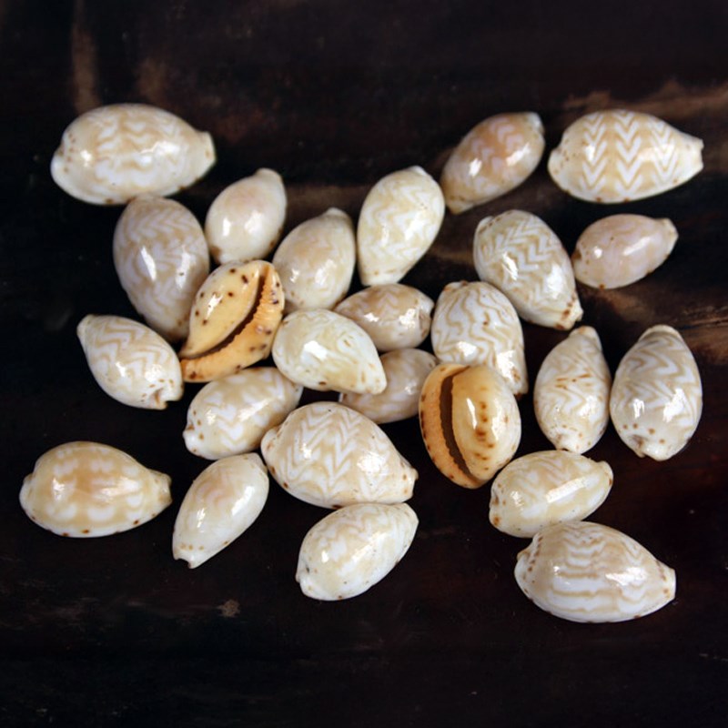 Cypraea ziczac