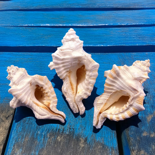 Cymatium perryi white