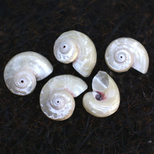 Angaria delphinus pearled