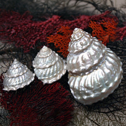 Astraea undosa pearled