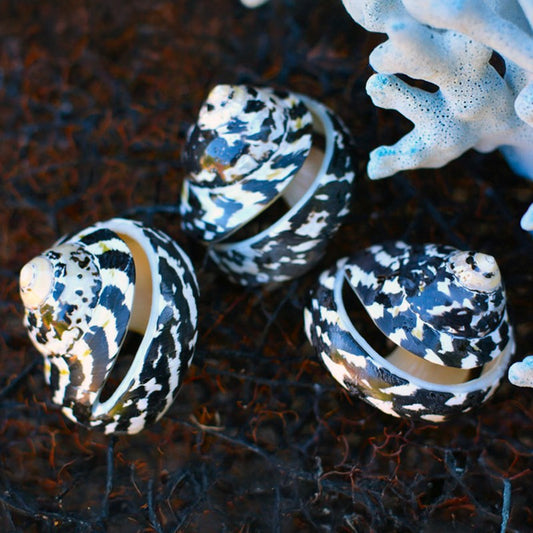 Cittarium pica spiral cut