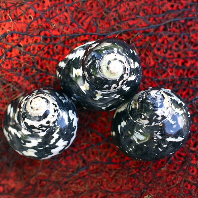 Cittarium pica black and pearl