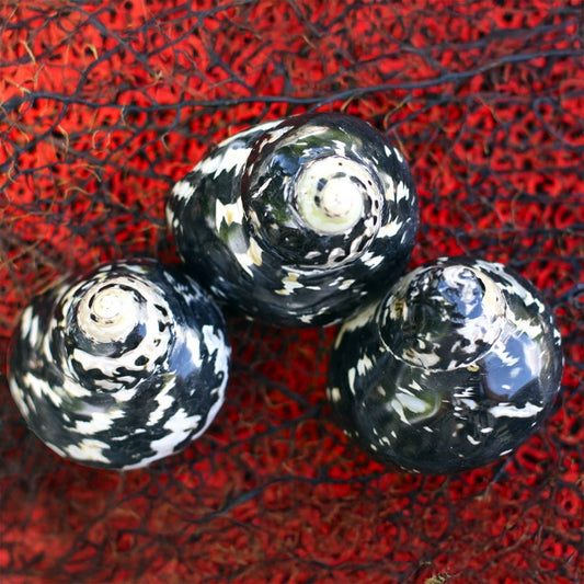 Cittarium pica black and pearl