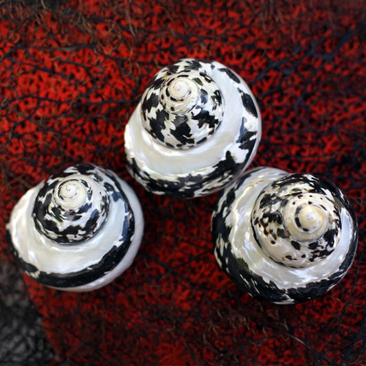 Cittarium pica black and pearl banded