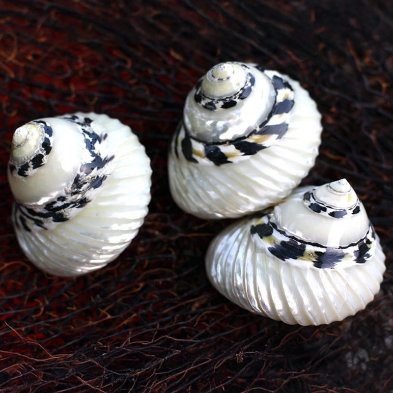 Cittarium pica black and pearl grooved