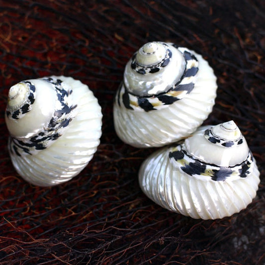 Cittarium pica black and pearl grooved