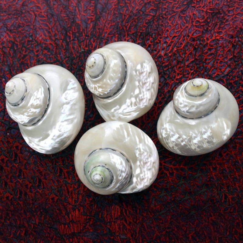 Cittarium pica white pearled grooved