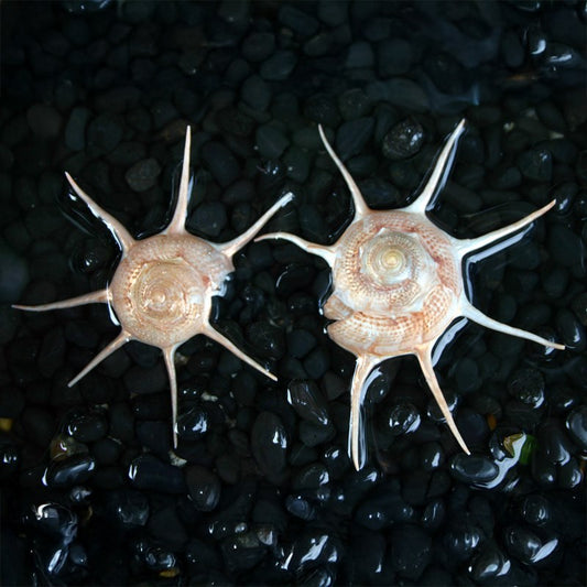 Guilfordia yoka pink