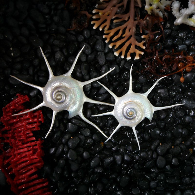 Guilfordia yoka pearled