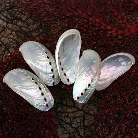 Haliotis asinina pearled