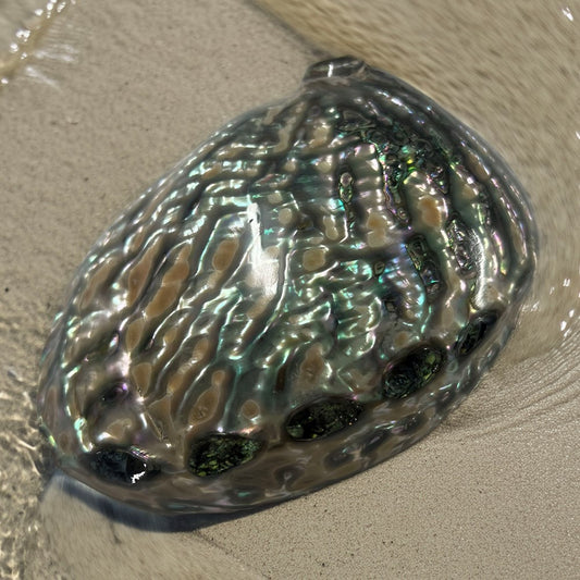 Haliotis corrugata pearled