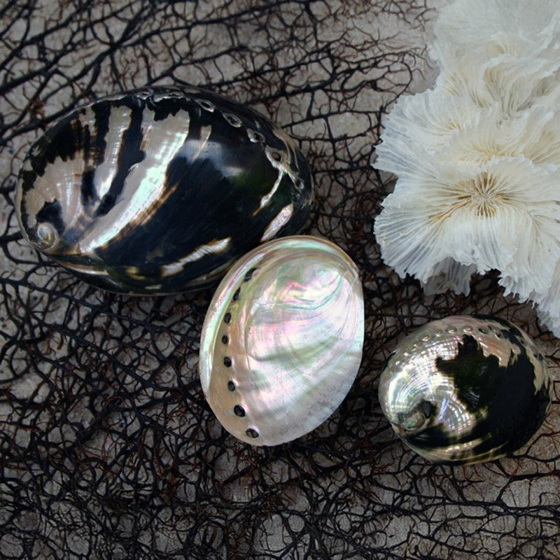 Haliotis cratcheroidi pearled