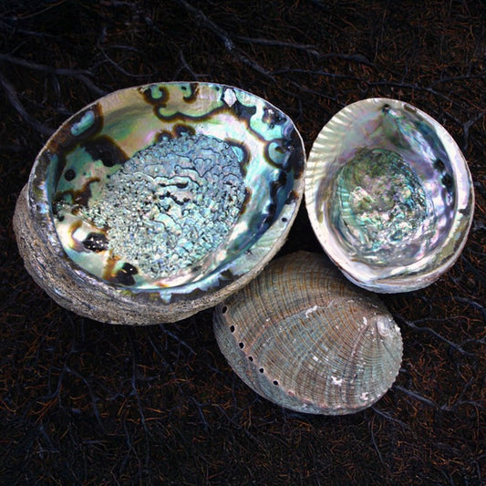 Haliotis fulgens natural back