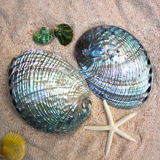 Haliotis fulgens pearled