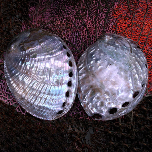 Haliotis laevigatas smooth pearled dyed blue