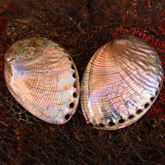 Haliotis fulgens pearled dyed pastel pink