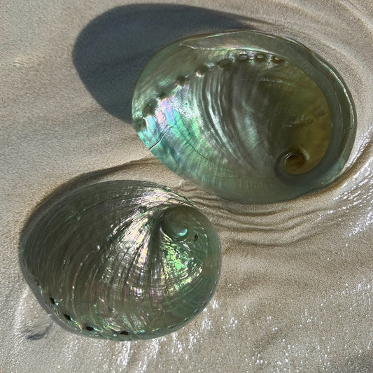 Haliotis laevigatas smooth pearled dyed green
