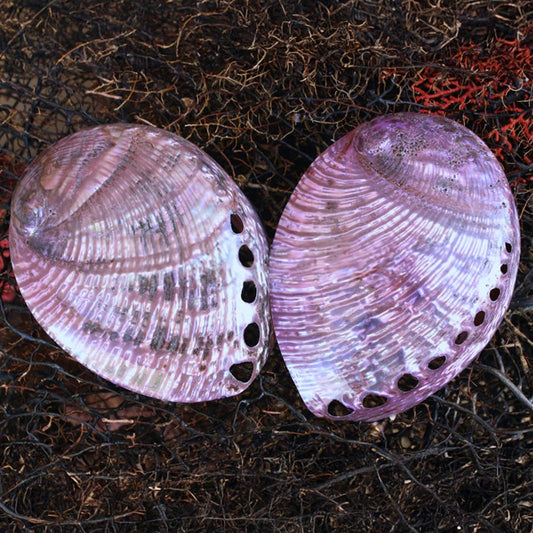 Haliotis laevigatas smooth pearled dyed purple