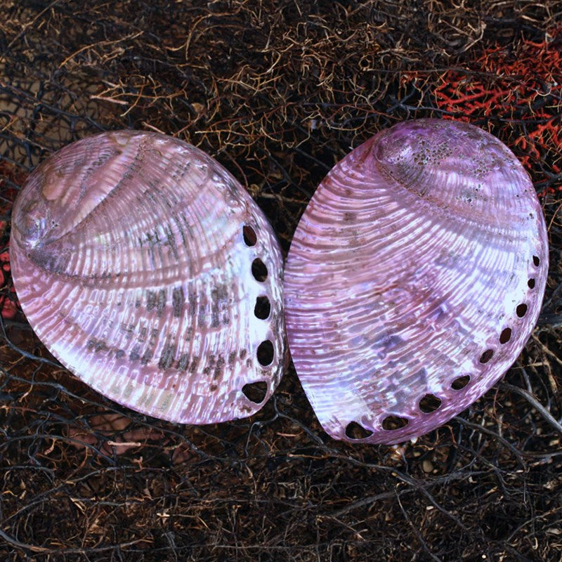 Haliotis laevigatas smooth pearled dyed purple