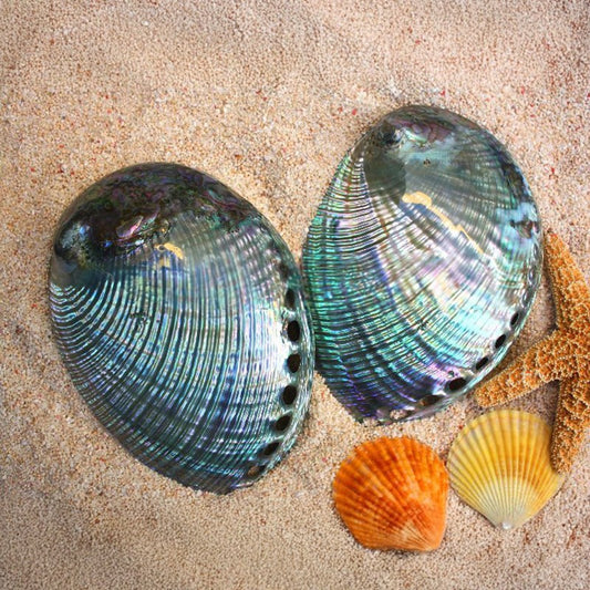 Haliotis laevigatas smooth pearled dyed turquoise