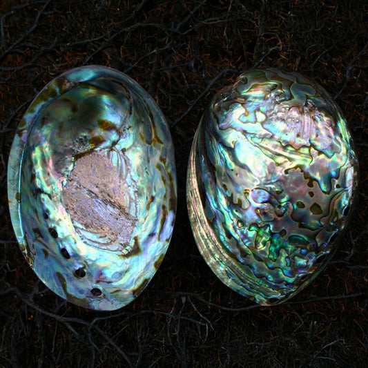 Haliotis iris pearled paua