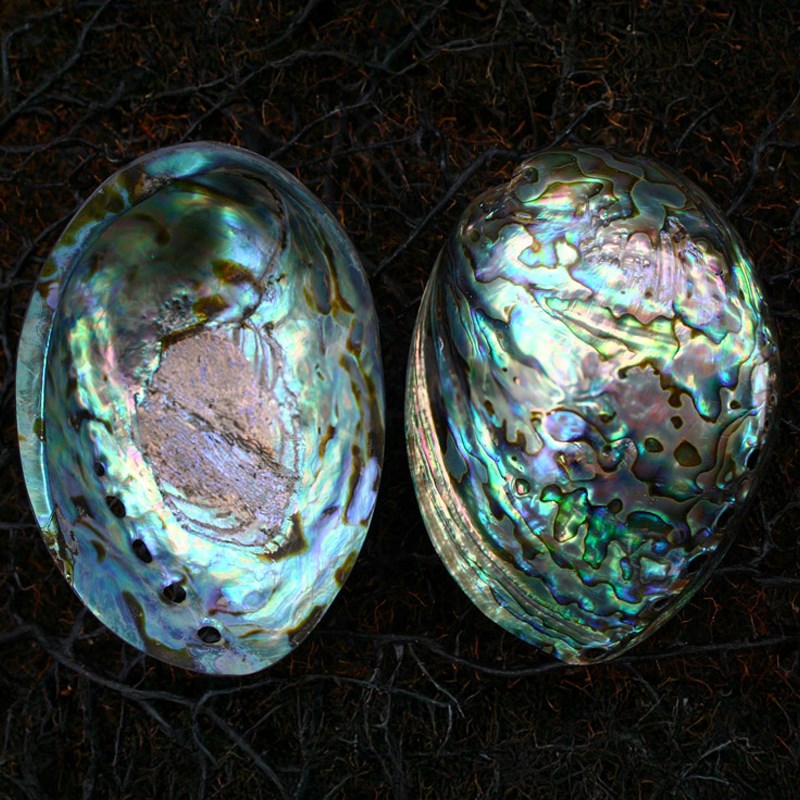 Haliotis iris pearled paua
