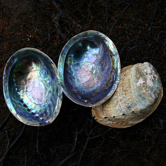 Haliotis iris natural paua