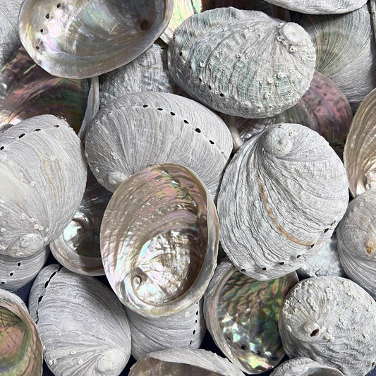 Haliotis laevigata natural white and pearled  (kg)