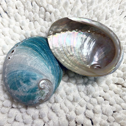 Haliotis laevigata natural small HLS