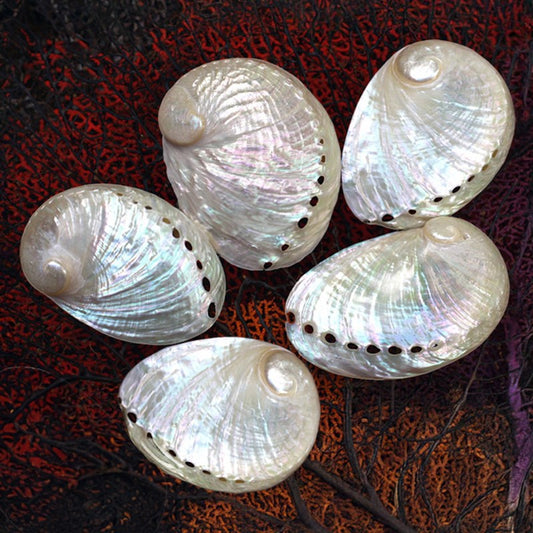 Haliotis laevigata pearled small HLSP